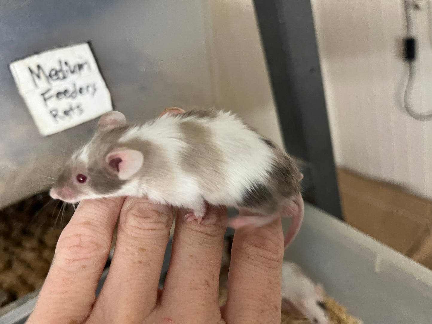 Live Feeder Mice