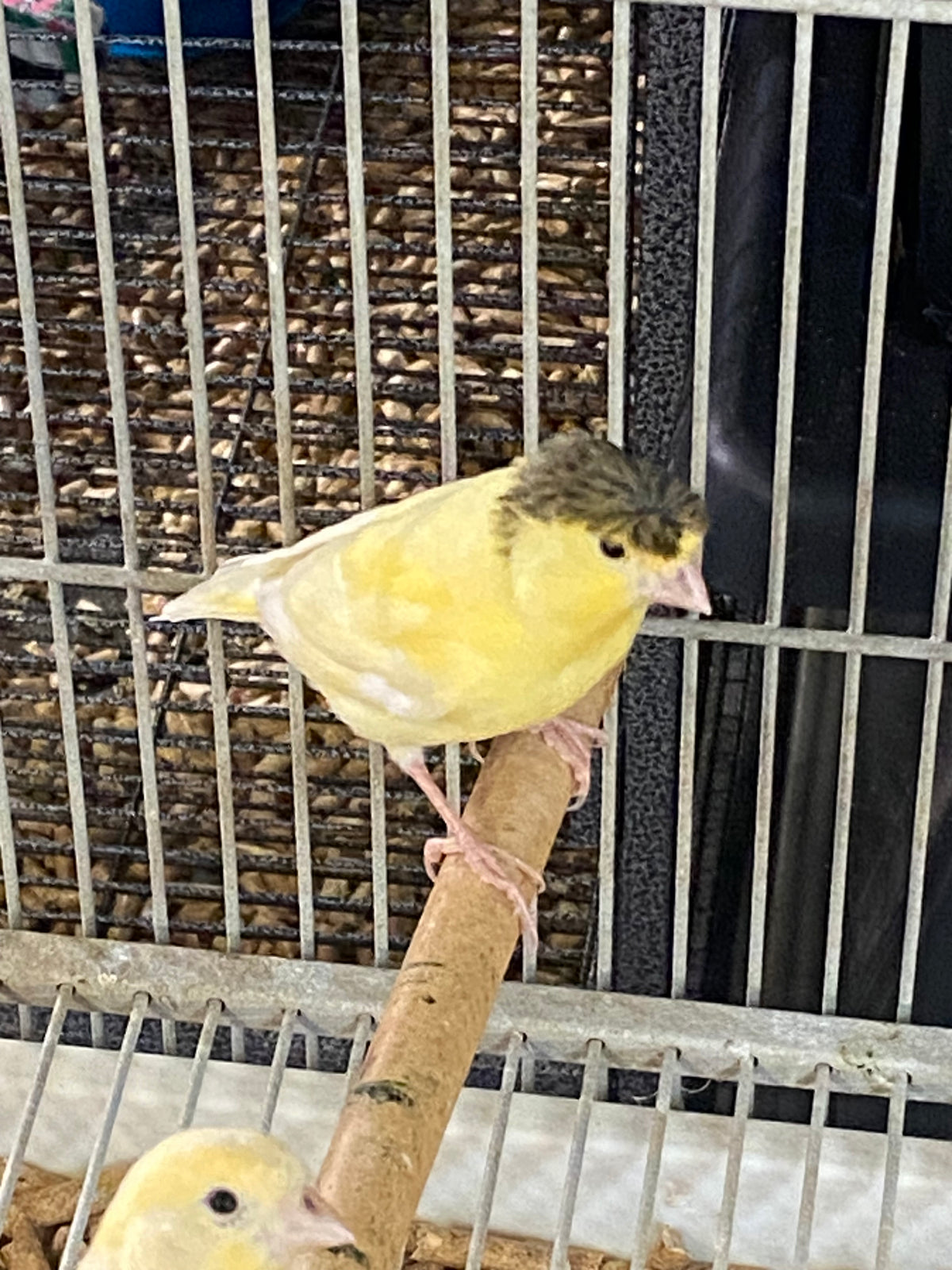 Parent-raised Gloster Canary perched on a stick, showcasing its vibrant yellow plumage.