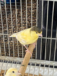 Parent-raised Gloster Canary perched on a stick, showcasing its vibrant yellow plumage.