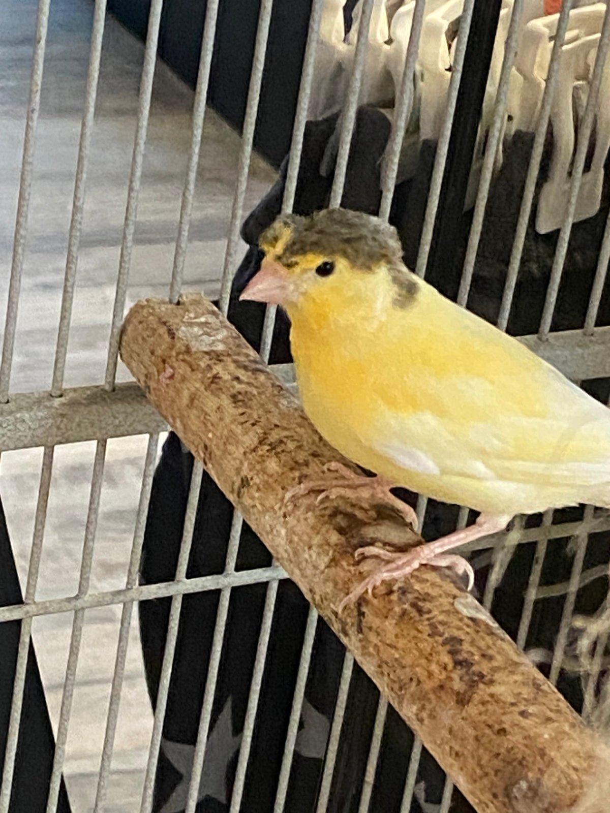 Parent-raised Gloster Canary perched on a branch inside a cage, showcasing its vibrant yellow feathers.