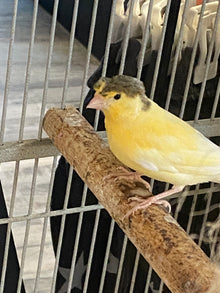 Parent-raised Gloster Canary perched on a branch inside a cage, showcasing its vibrant yellow feathers.