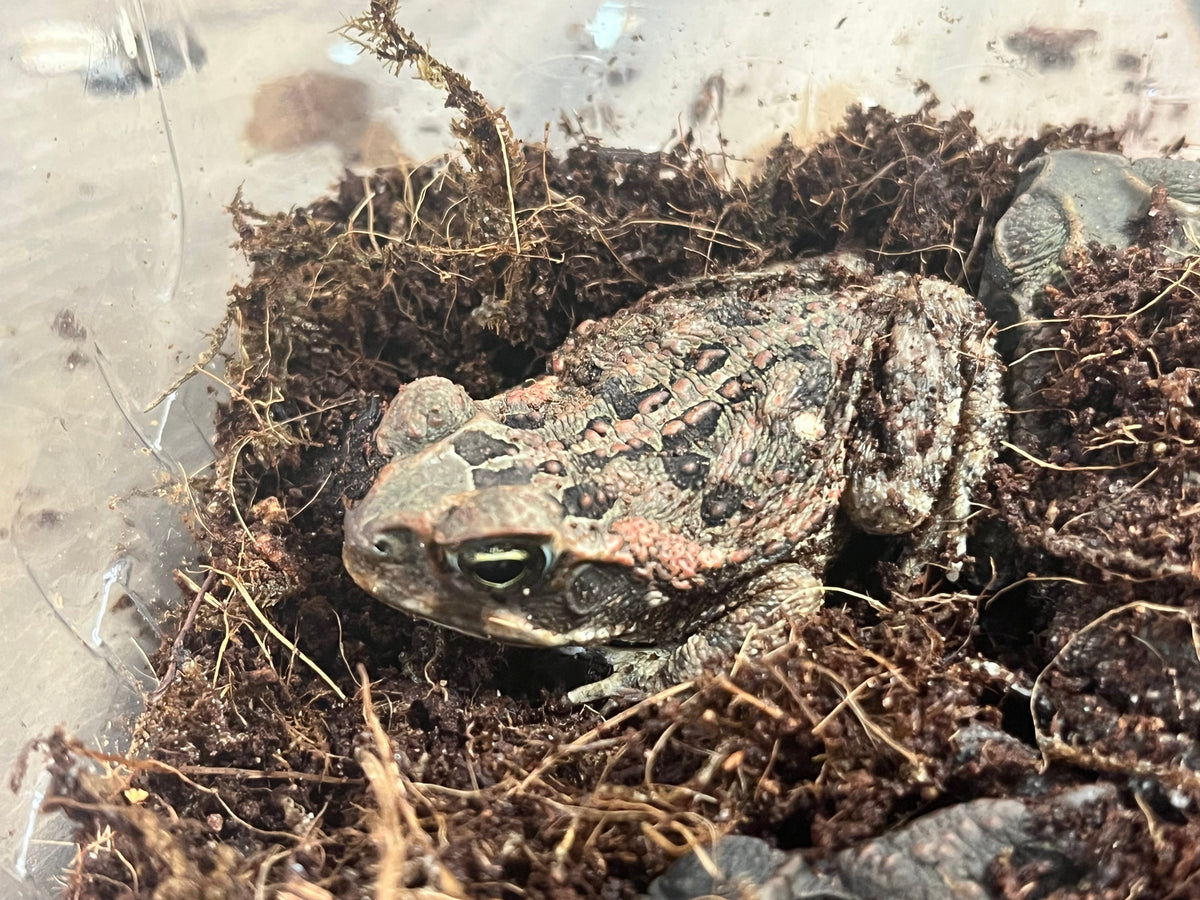 Cane Toad