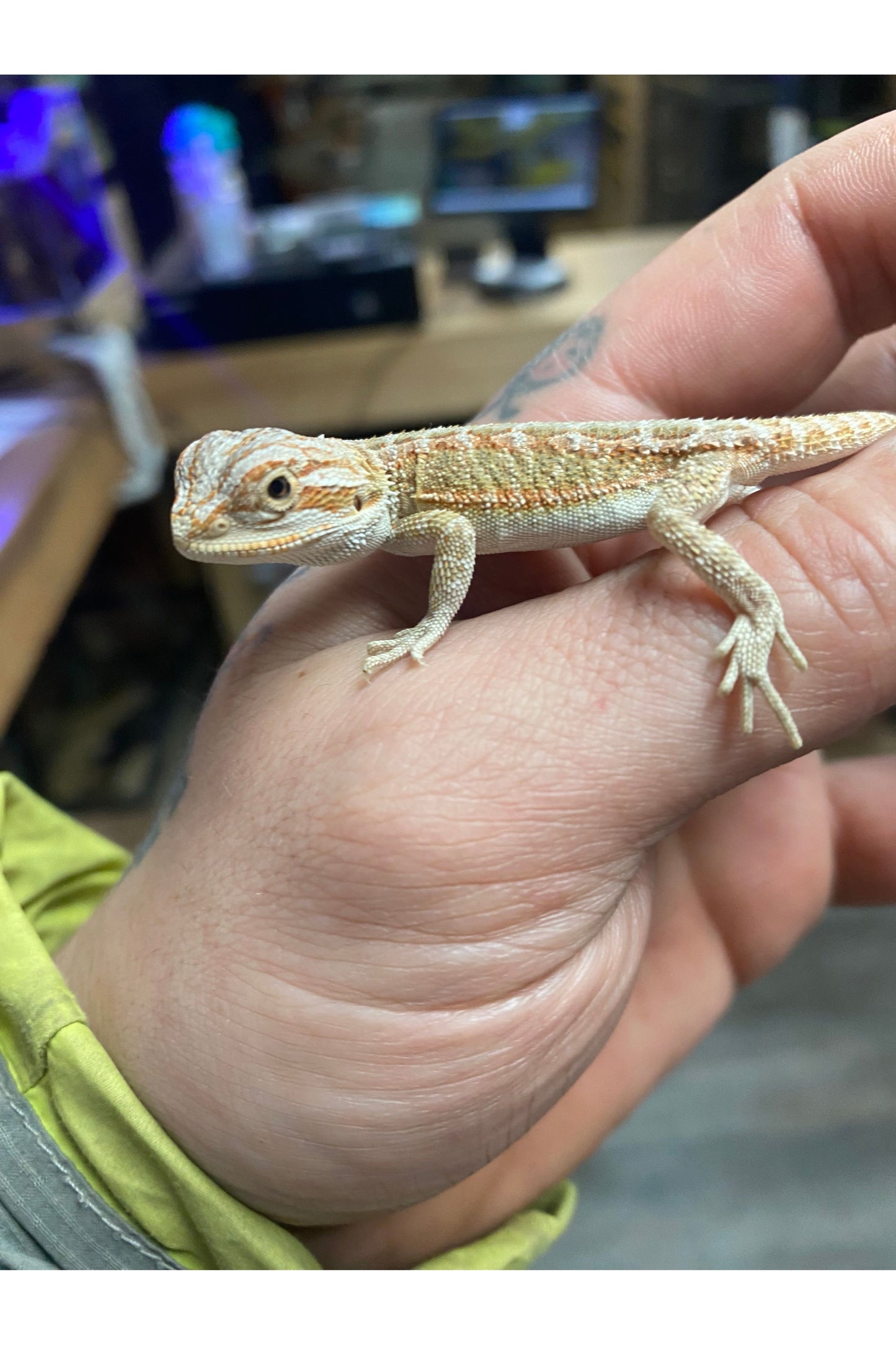 Fancy Bearded Dragon - Hatchling (Assorted)