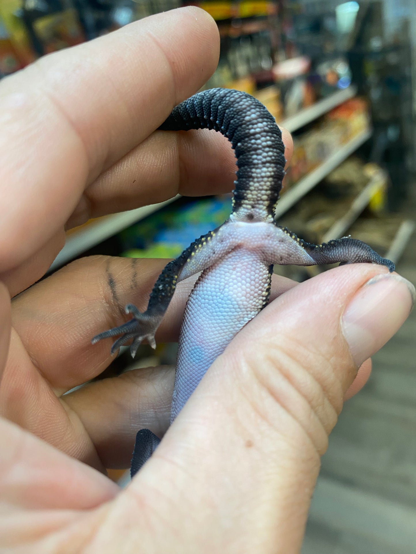 Black Night Leopard Gecko - Juvenile