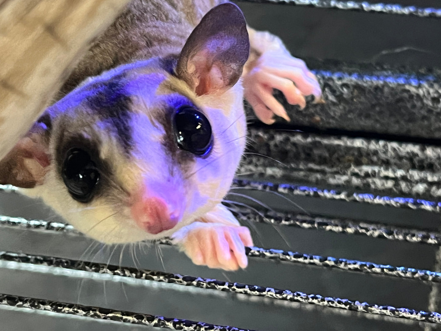 Sugar Gliders - Female Pair