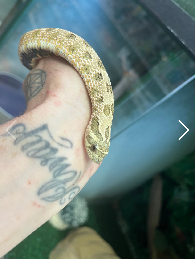 Western Hognose - Sub adult