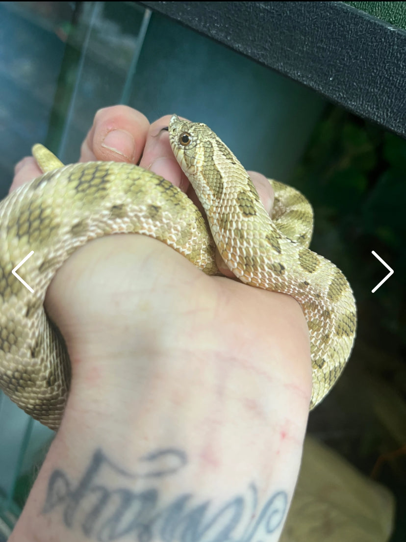 Western Hognose - Sub adult