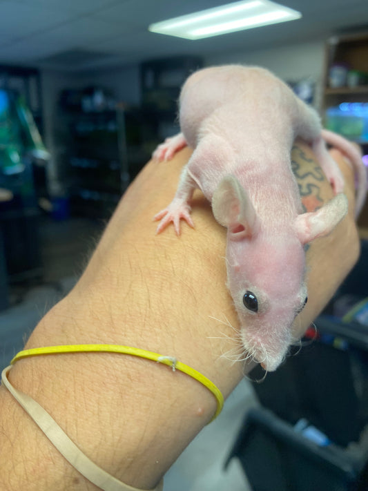 Hairless Rat
