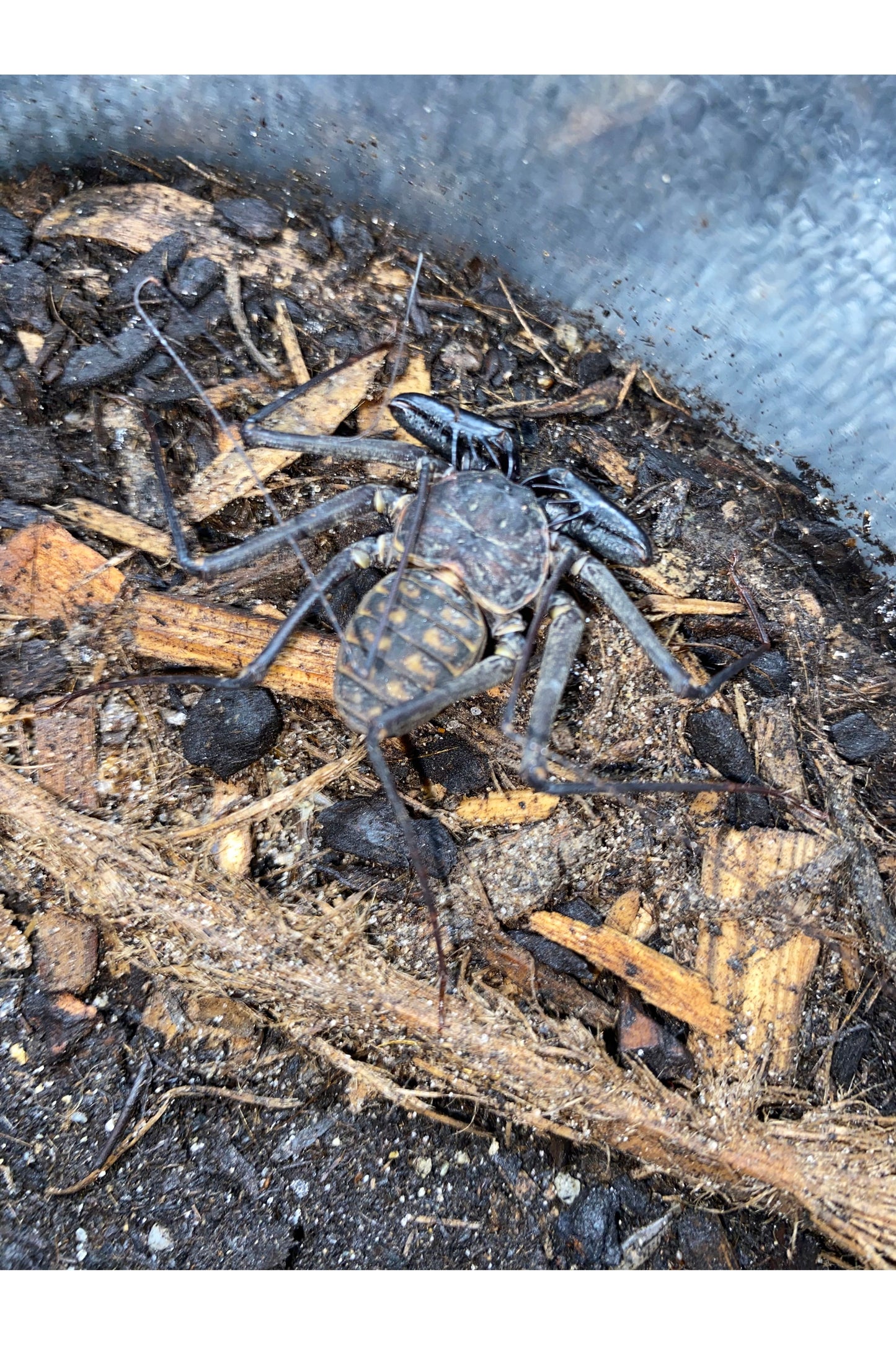 Tailless Whip Scorpion (Whip Spider)