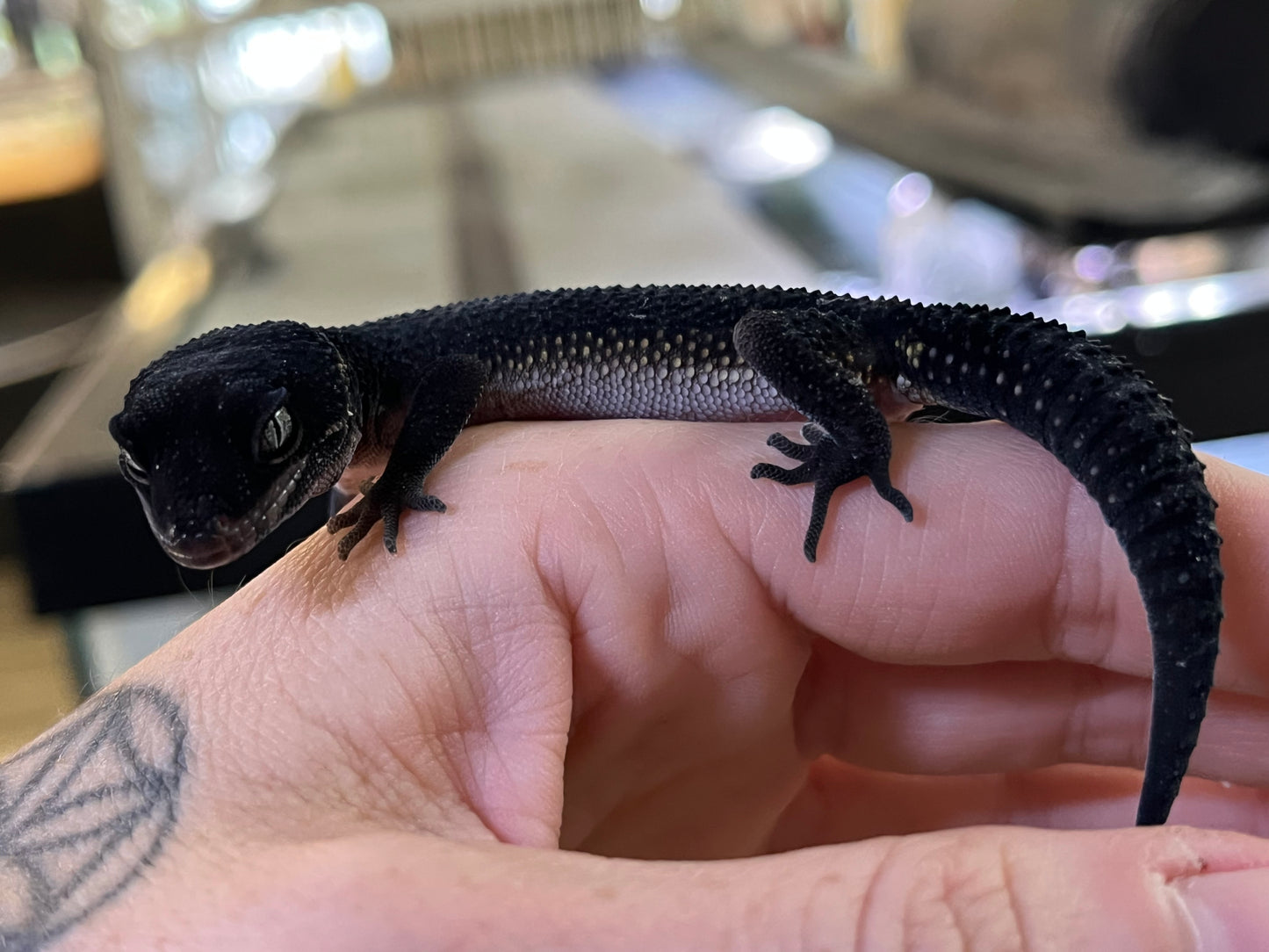 Black Night Leopard Gecko - Juvenile