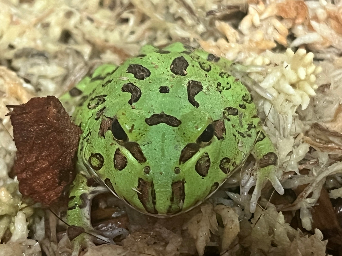 Green Pac-Man Frog