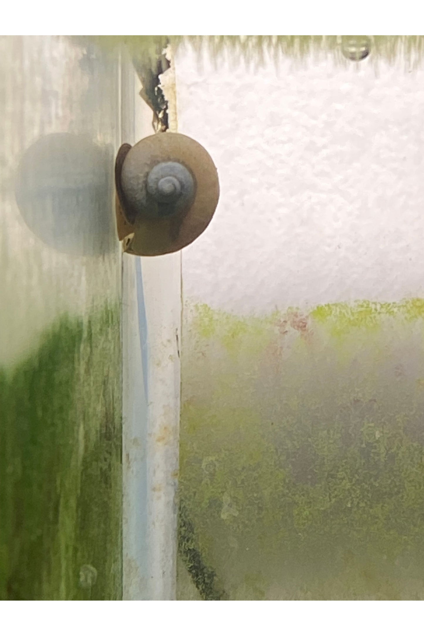 Mystery Snail