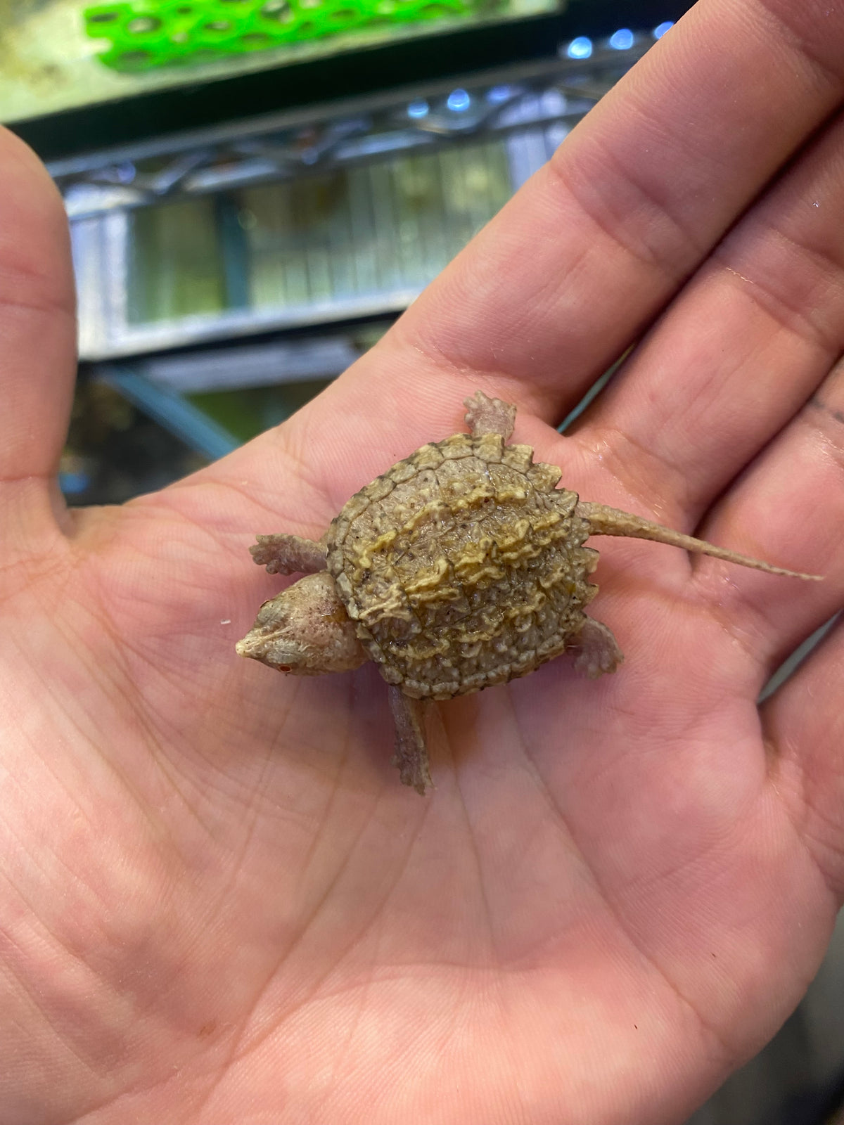 Albino Common Snapping Turtle - Hatchling