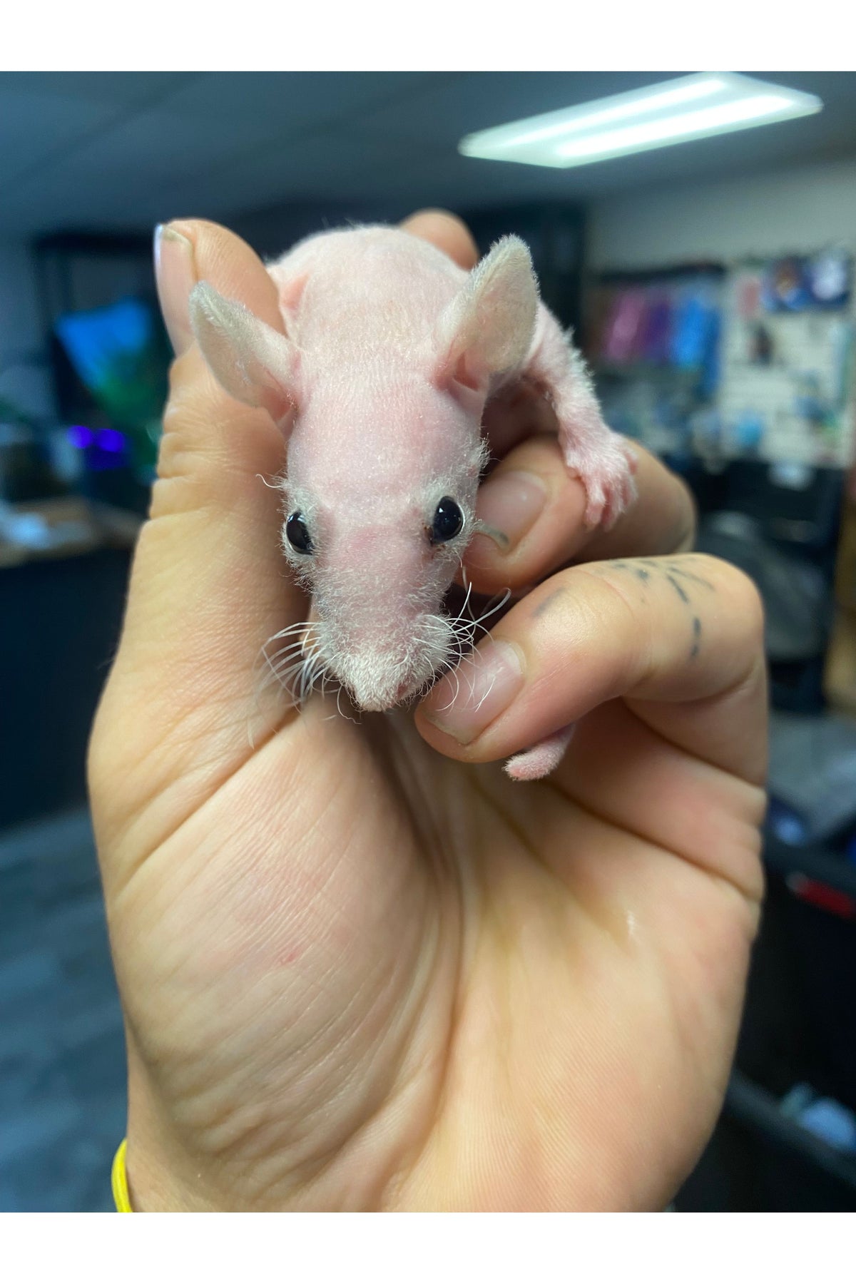 Hairless Rat