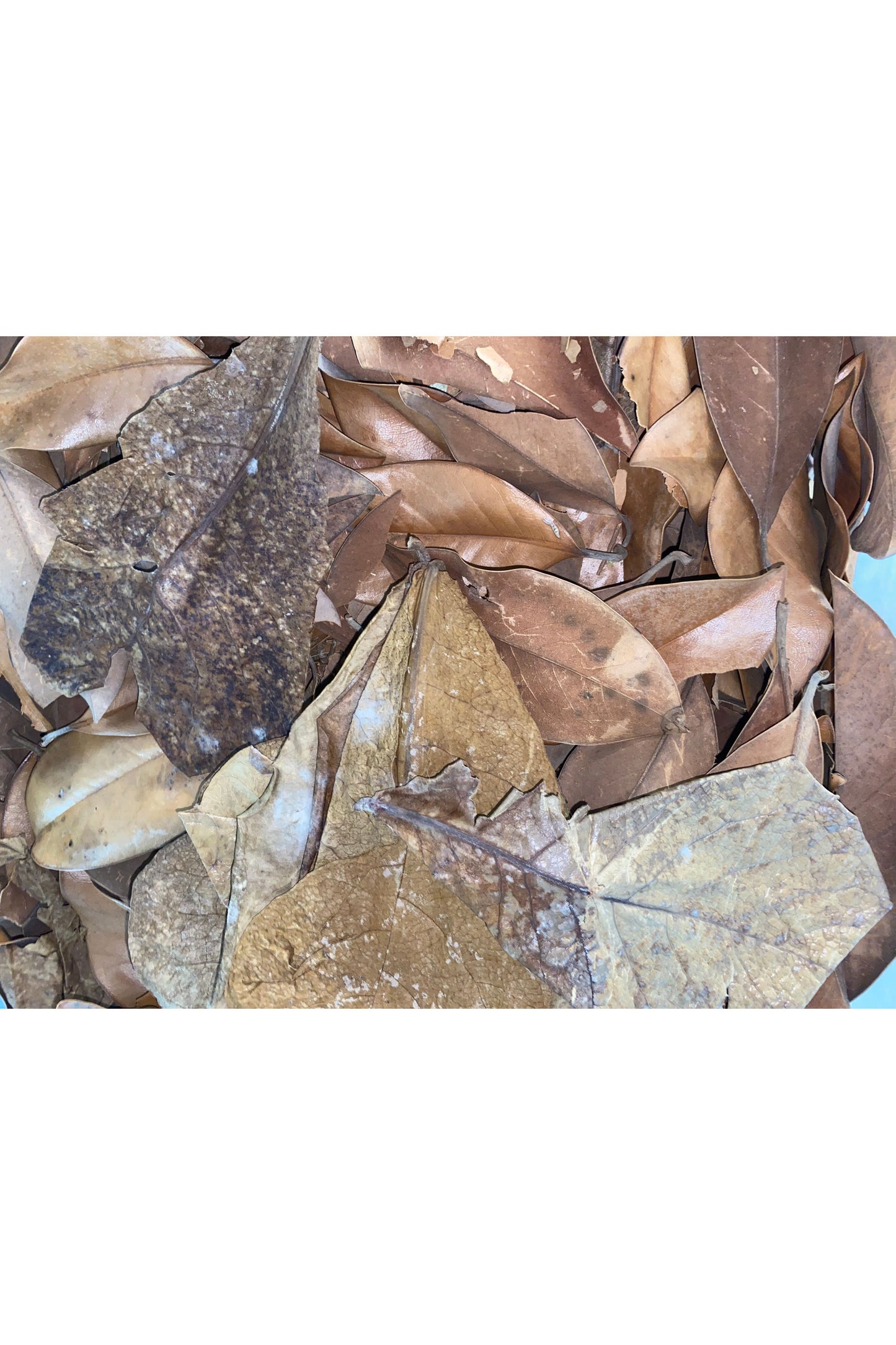 Almond Leaf (Per Leaf)