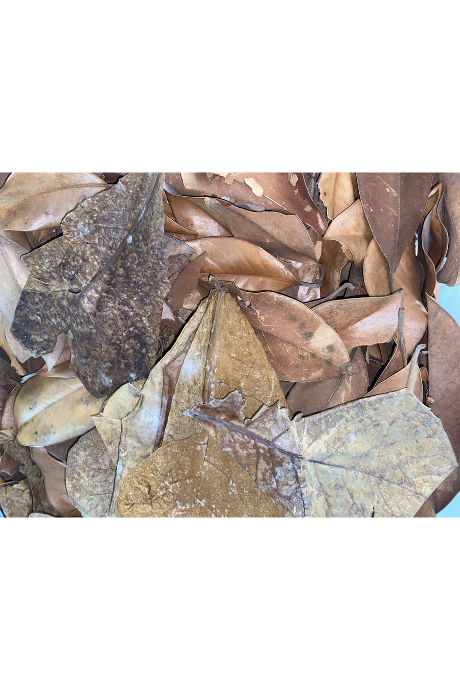Almond Leaf (Per Leaf)