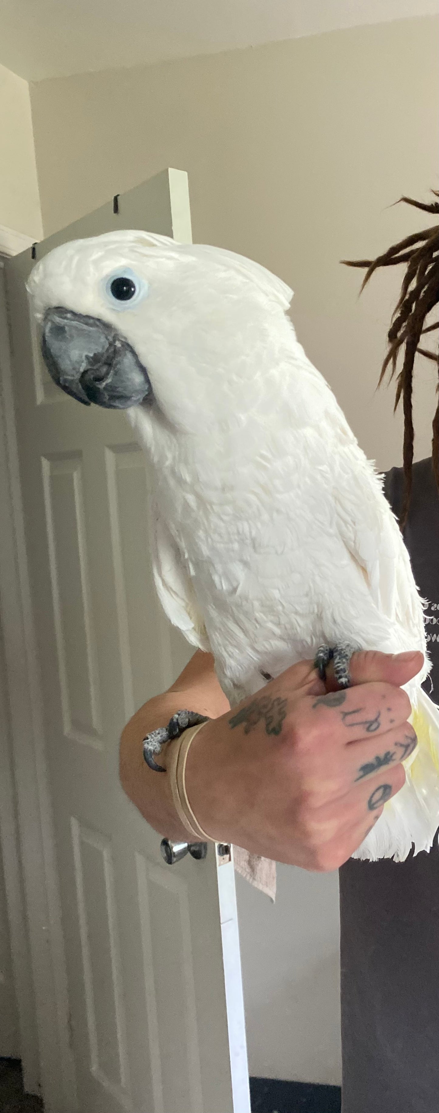 Umbrella Cockatoo - Male - Gabby - Adult