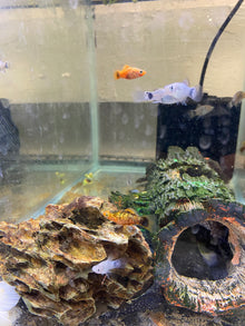 Assorted Platy