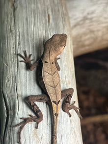 Peruvian Dead Leaf Lizard