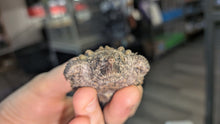 Alligator Snapping Turtle - Hatchling