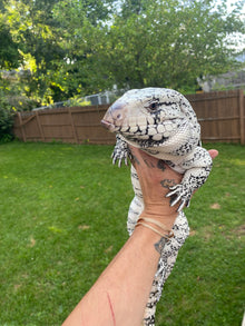 Blue Argentine Tegu - Male - IMPERFECT