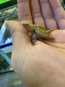 Albino Common Snapping Turtle - Hatchling