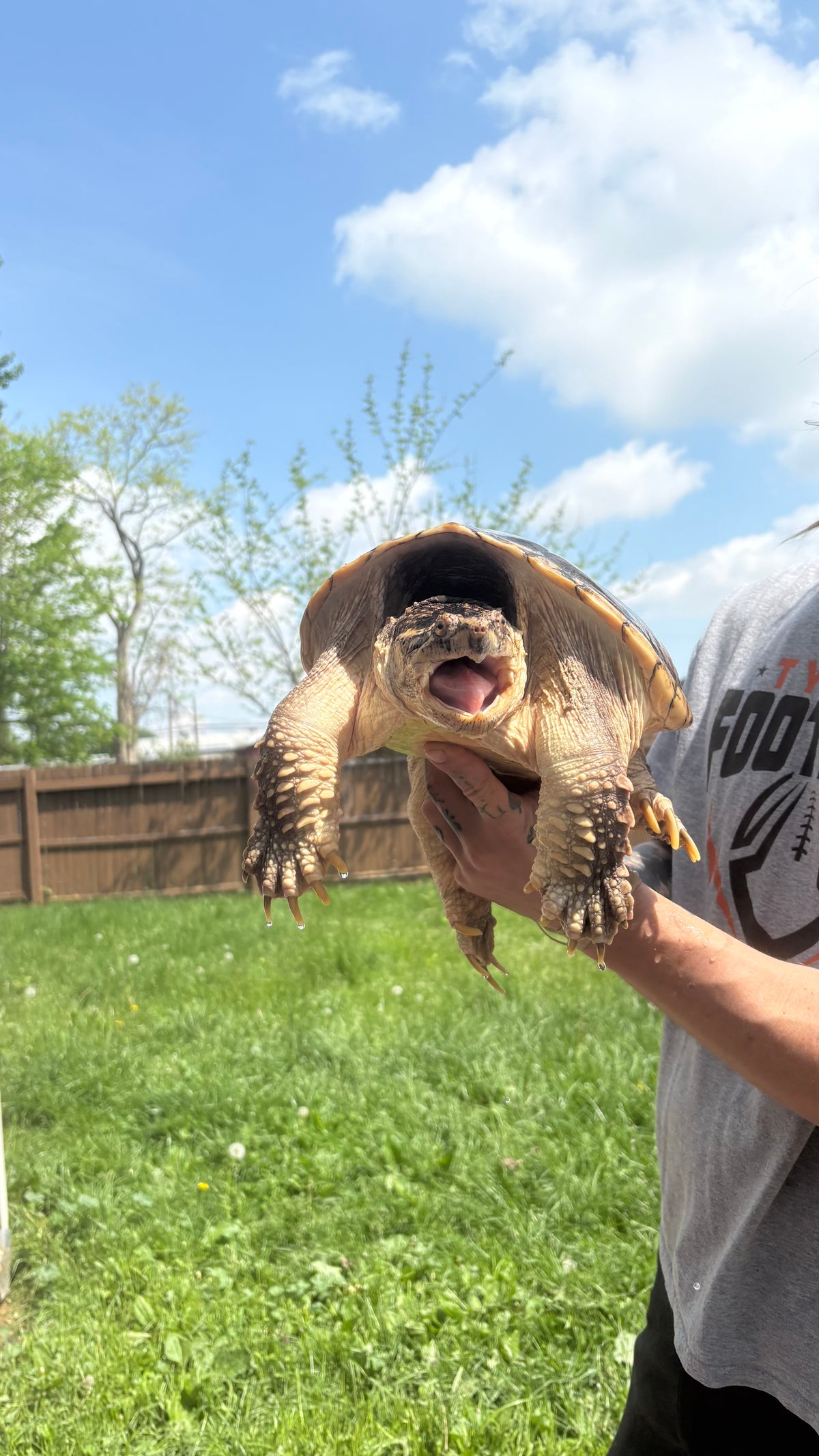 Common Snapping Turtle - Sub Adult