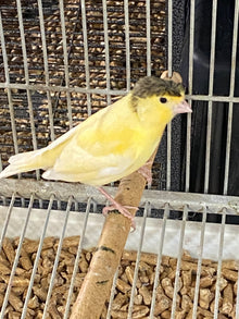 Parent-raised Gloster Canary perched on a wooden stick, showcasing vibrant yellow feathers and a distinctive crest.