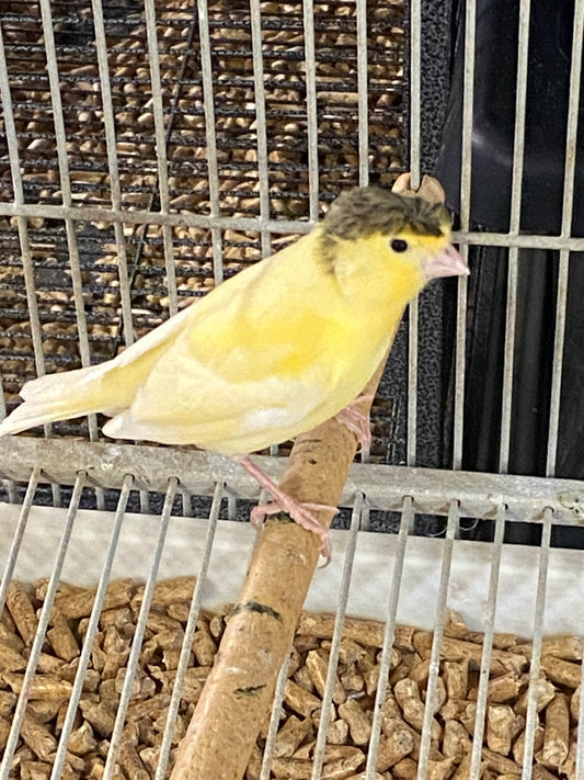 Gloster Canary - Baby - Parent Raised