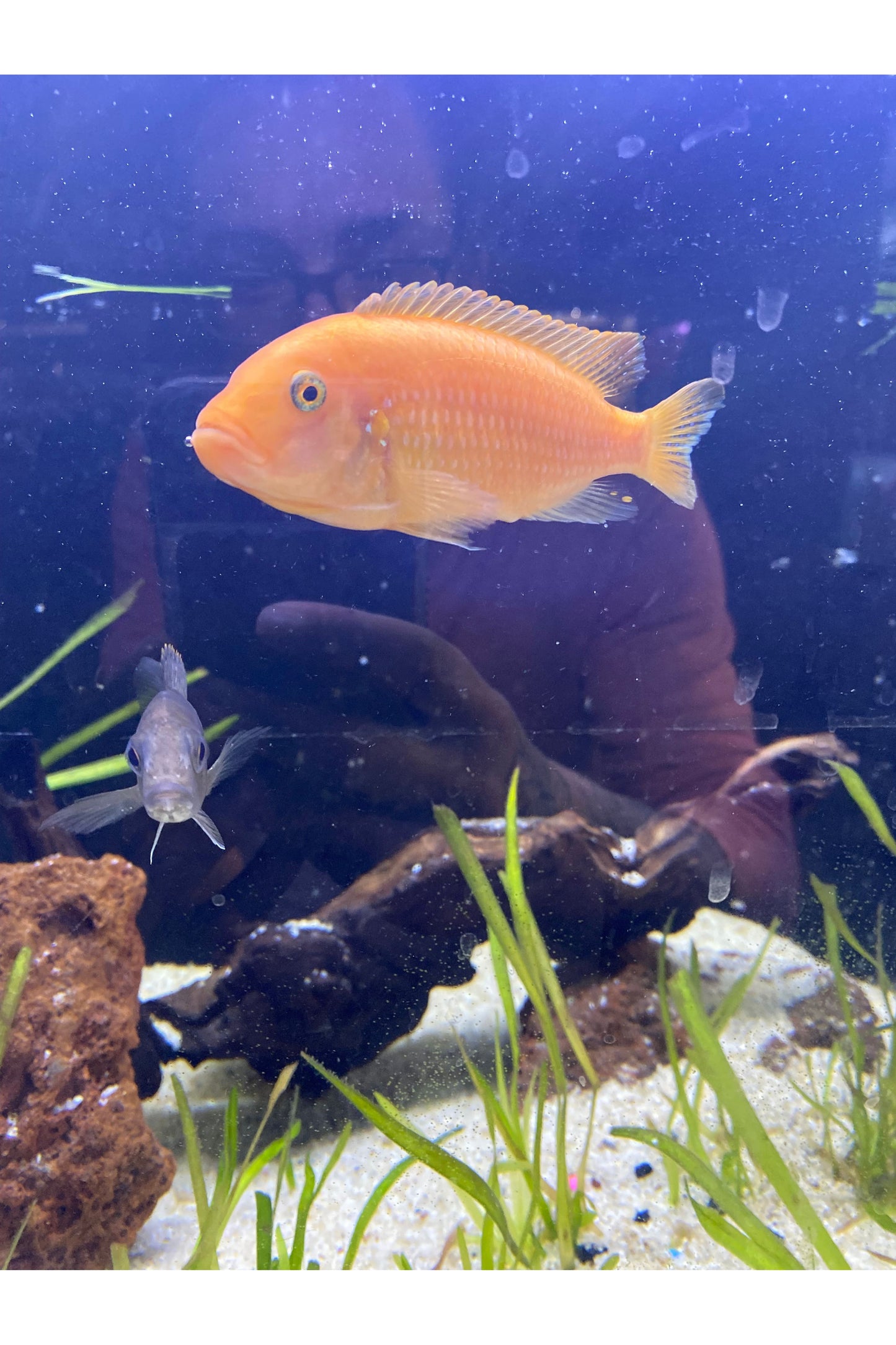 Assorted Cichlids