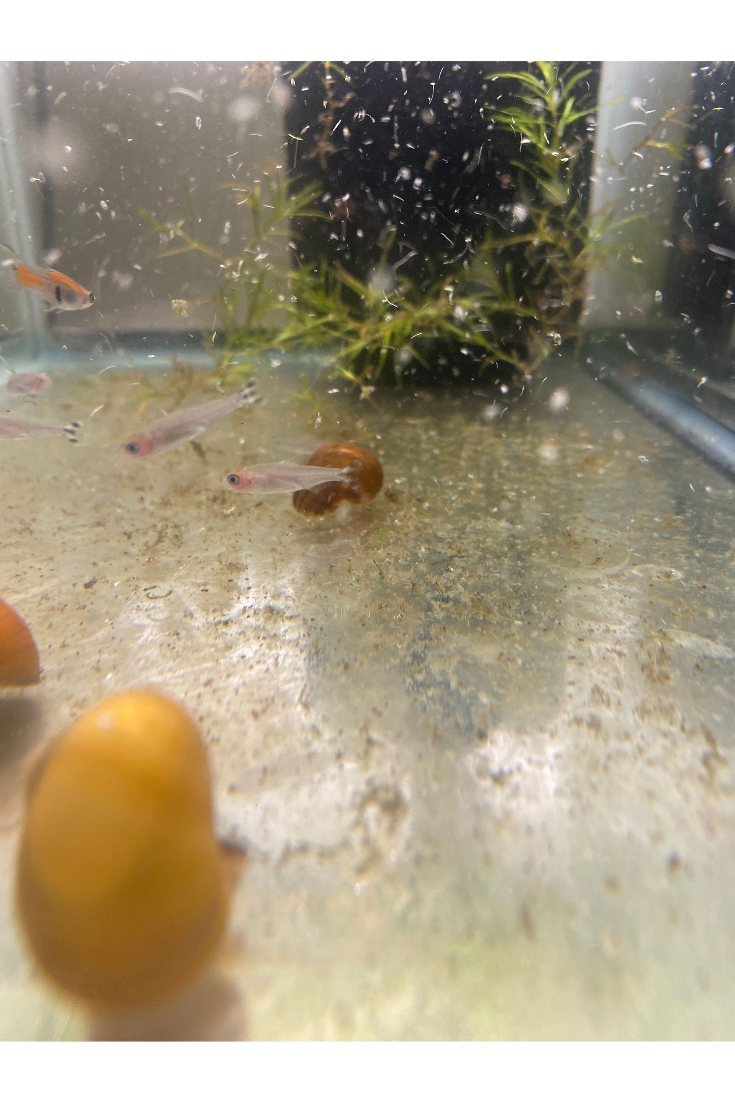 Red Rummy-Nose Tetra