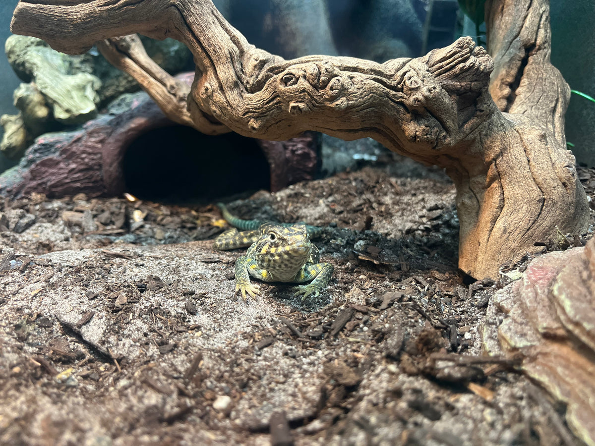 Blue Collared Lizard