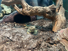 Blue Collared Lizard