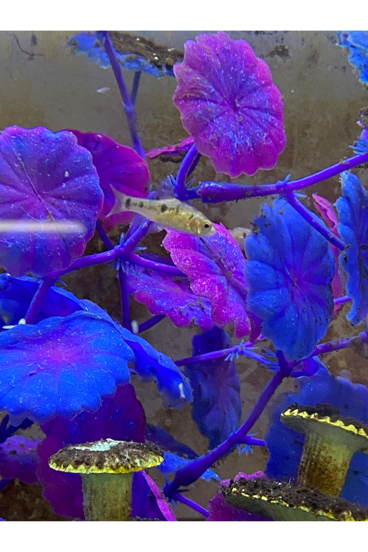 Gold Barb