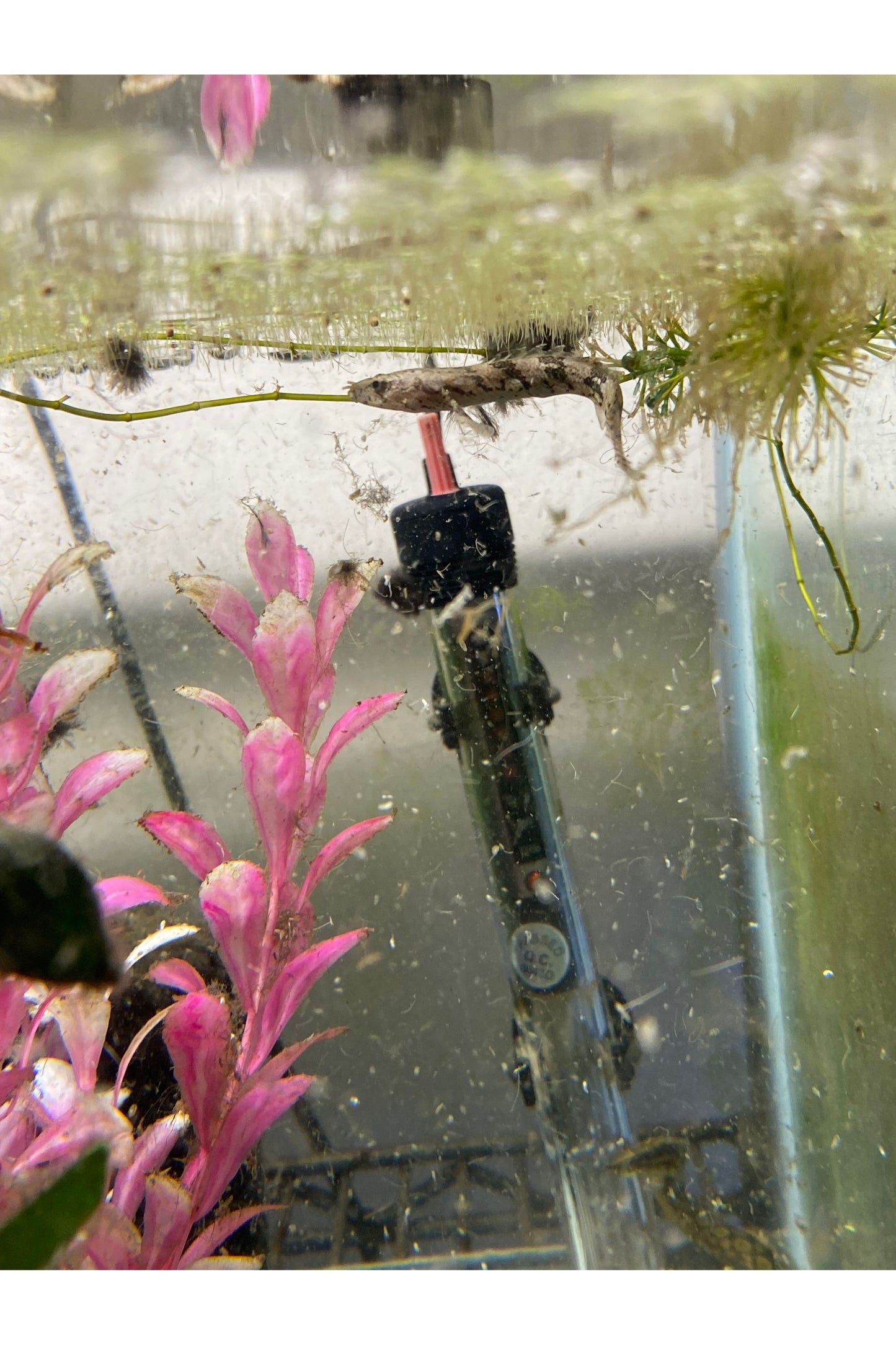 Palmas Endlicheri (Bichir)