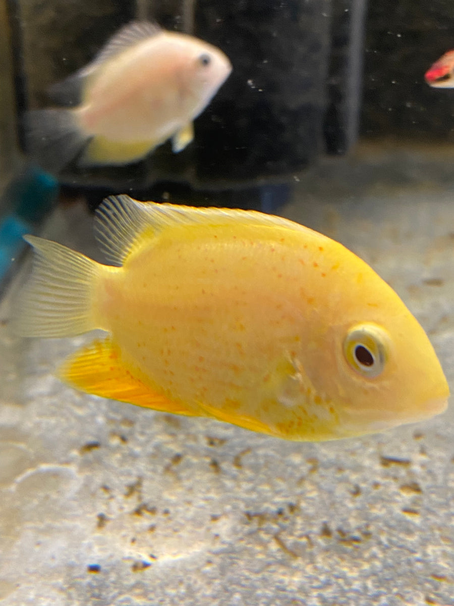 Gold Severum