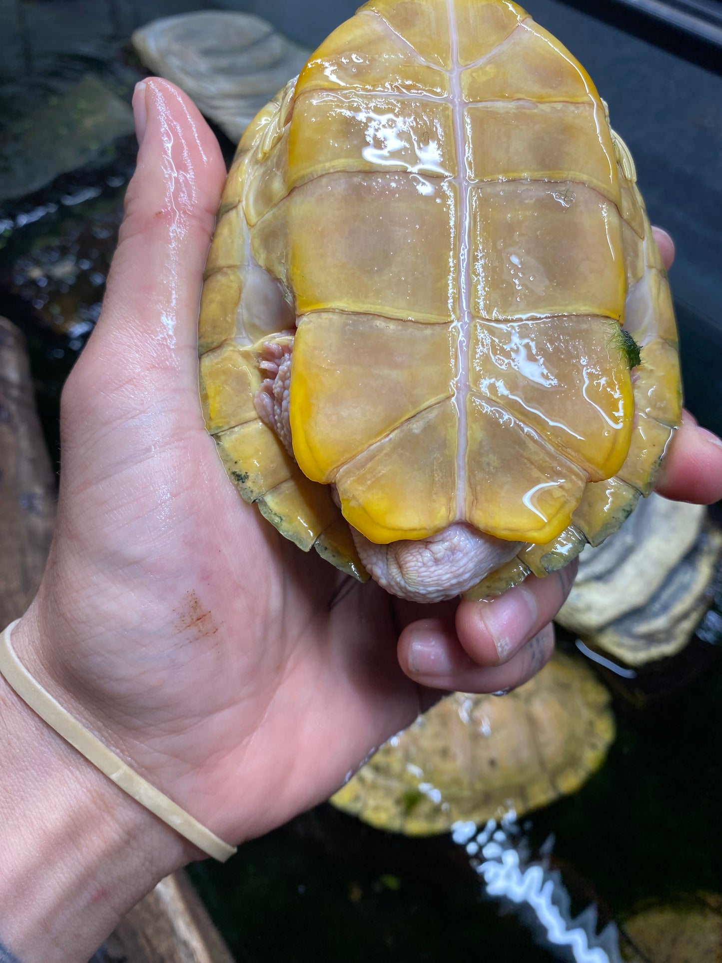 Albino Red-Eared Slider - Sub Adult
