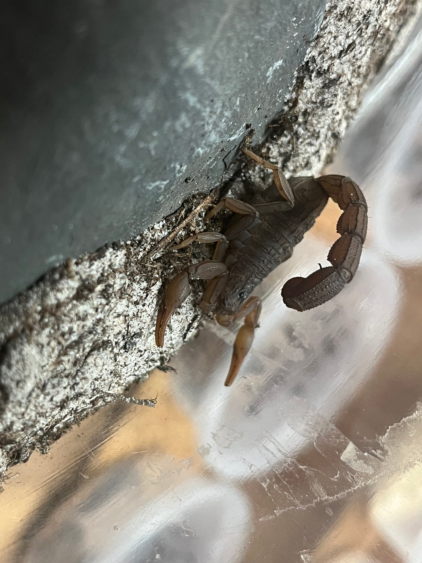 Congo Scorpion