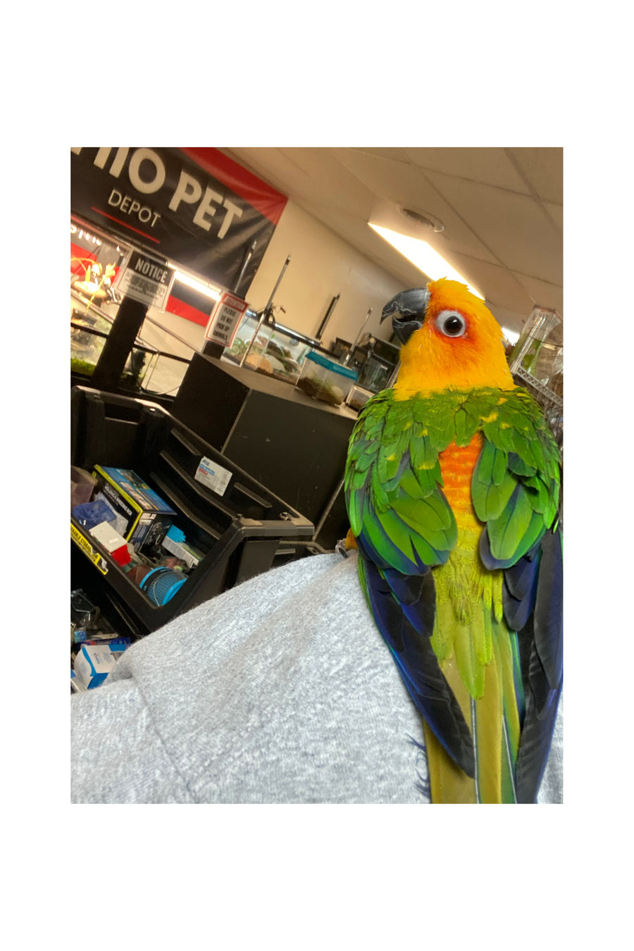 Sunday Conure