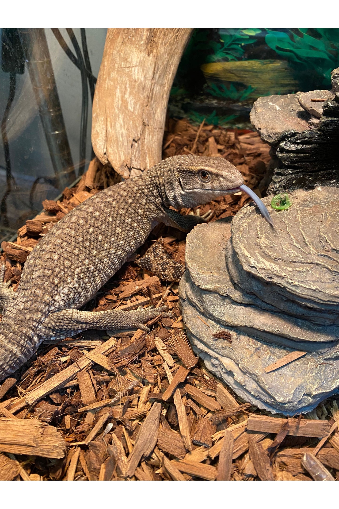 Savannah Monitor - Juvenile