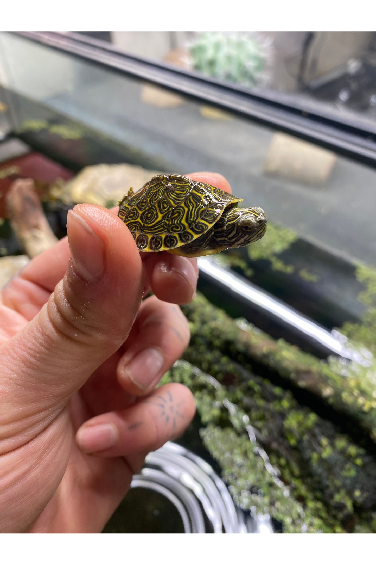 River Cooter - Hatchling