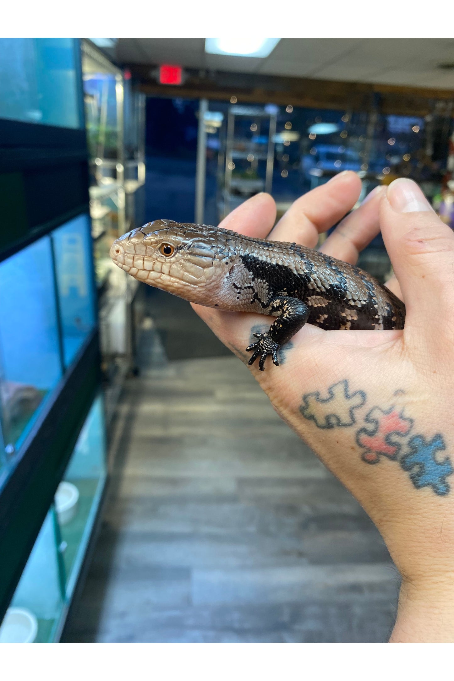 Indonesian Blue Tongue Skink - Juvenile
