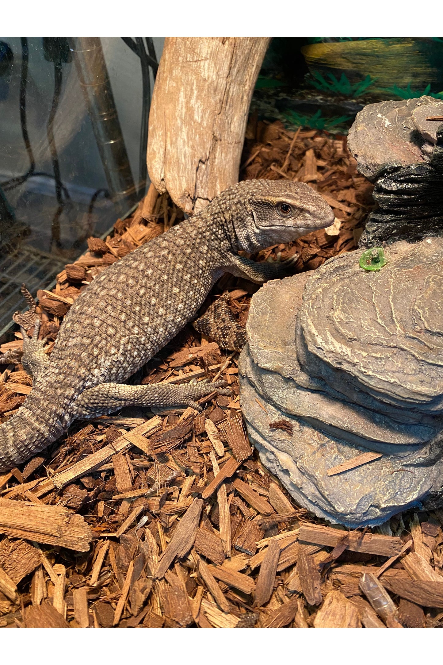 Savannah Monitor - Juvenile