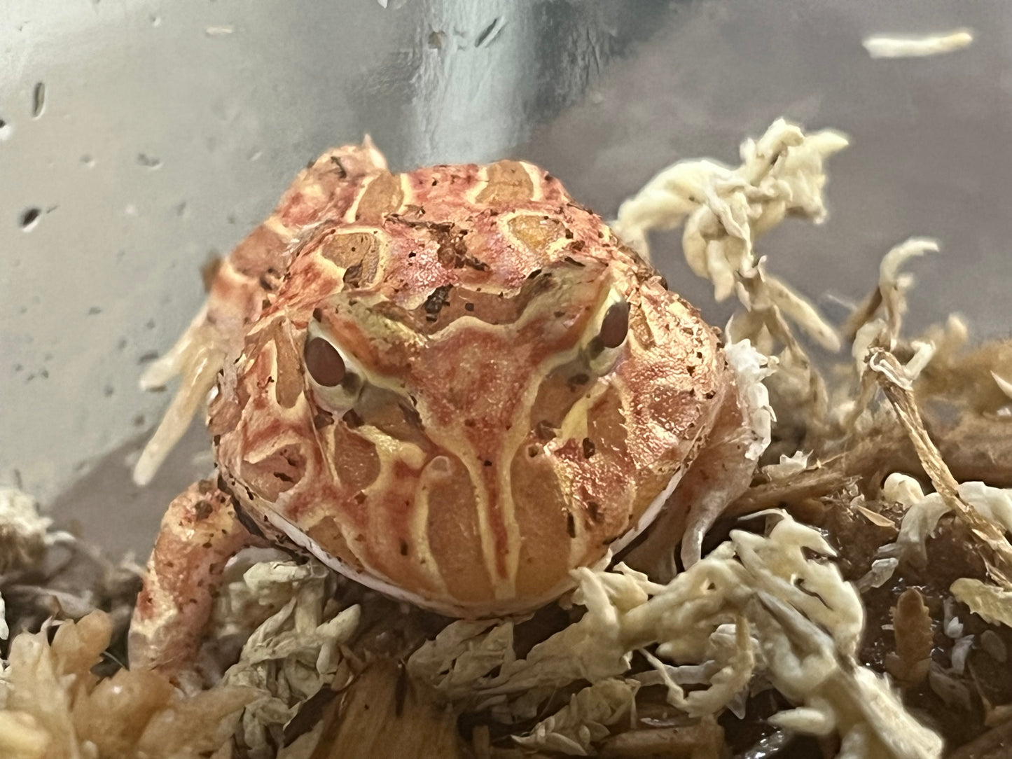 Raspberry Pac-Man Frog