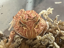 Raspberry Pac-Man Frog
