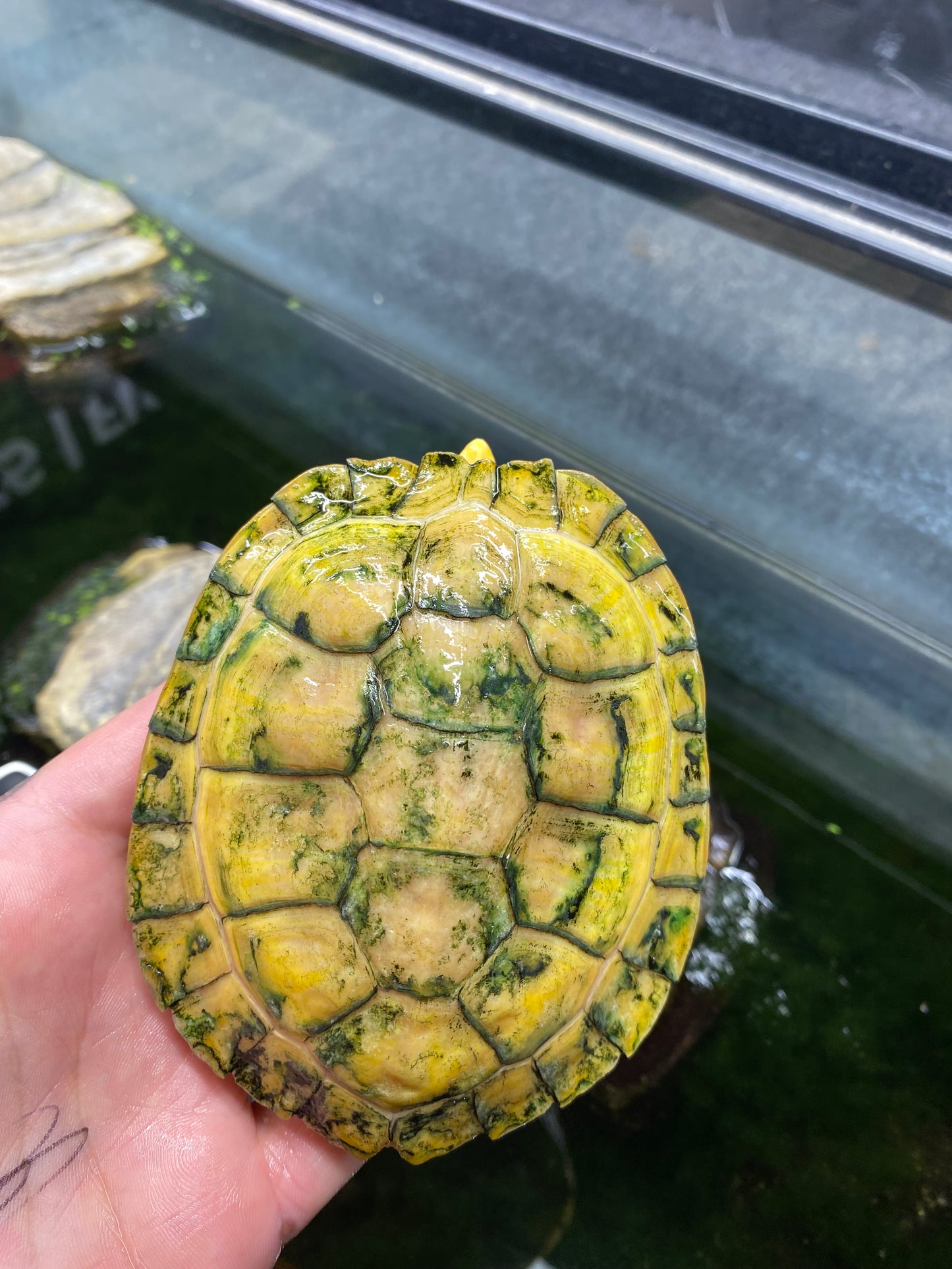 Albino Red-Eared Slider - Sub Adult