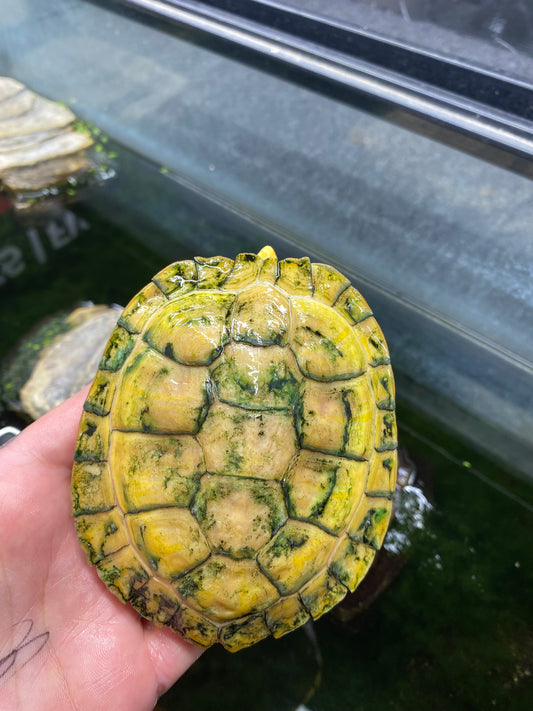 Albino Red-Eared Slider - Sub Adult