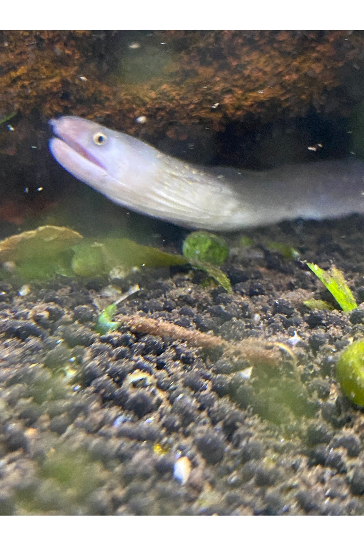 Marble Morray Eel