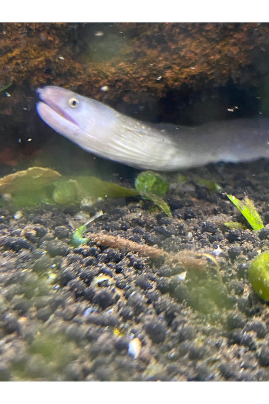 Marble Morray Eel