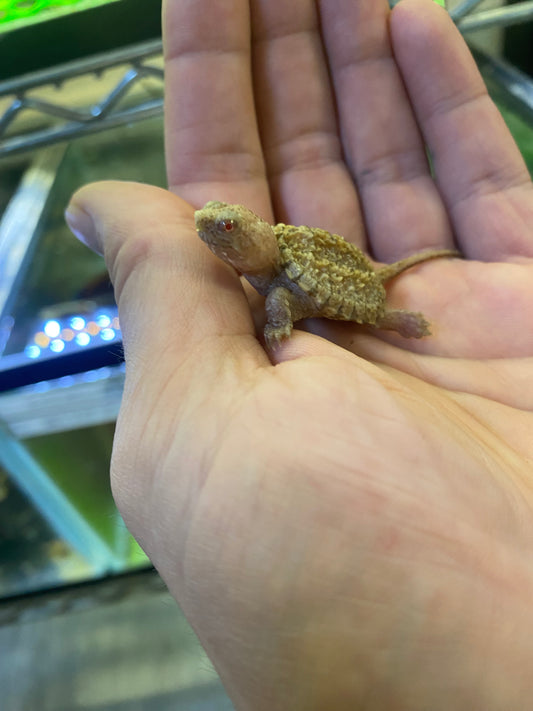 Albino Common Snapping Turtle - Hatchling